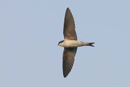 house martin